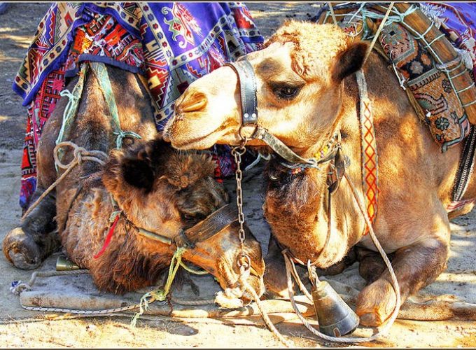 Camel Market of Birqash Tour