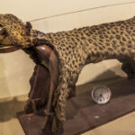 Hunting Museum