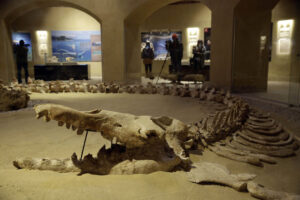 Egyptian Geological Museum