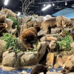 Animal museum