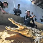 Alligator Museum in Aswan