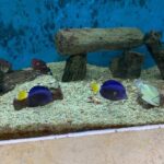 Aquarium Museum in Alexandria