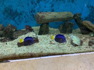 Aquarium Museum in Alexandria