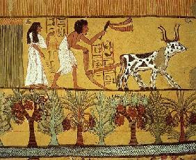 Ancient Egyptian Agriculture