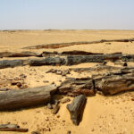 The Petrified Forest Area