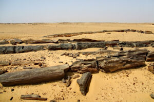The Petrified Forest Area